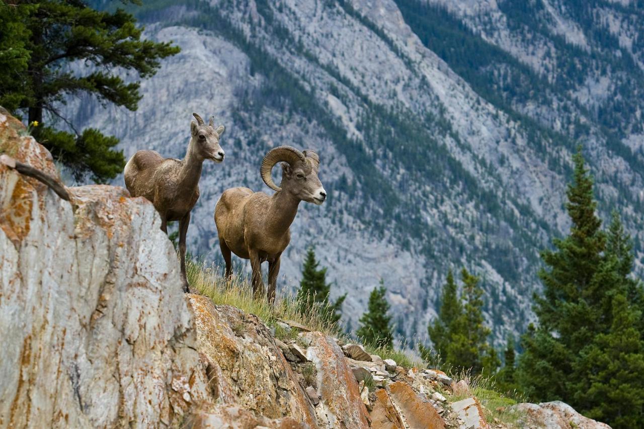 Spectacular Mountain View Corner Unit Pool Hot Tub Park Pass Appartamento Canmore Esterno foto